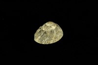 藏品(粗瘤黑鐘螺)的圖片